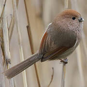 Vinous-throated Parrotbill