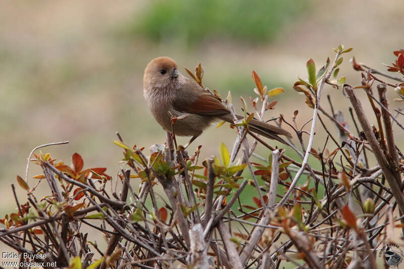 Vinous-throated Parrotbilladult, identification