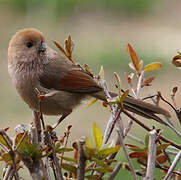 Vinous-throated Parrotbill