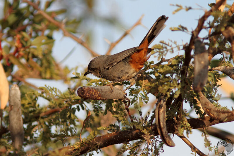 Chestnut-vented Warbleradult, identification