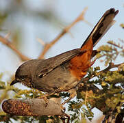 Chestnut-vented Warbler