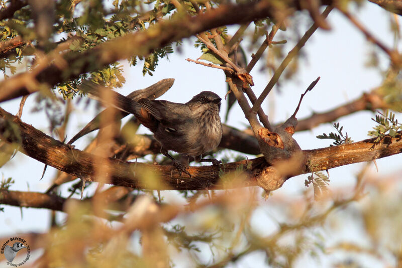 Chestnut-vented Warbleradult, identification