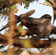 Chestnut-vented Warbler