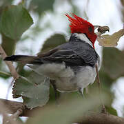 Red-crested Cardinal