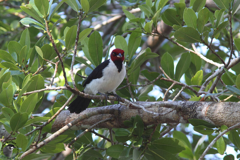 Red-capped Cardinaladult, identification