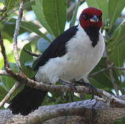 Red-capped Cardinal