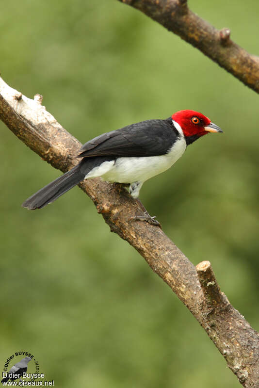 Red-capped Cardinaladult, identification