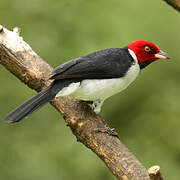 Red-capped Cardinal