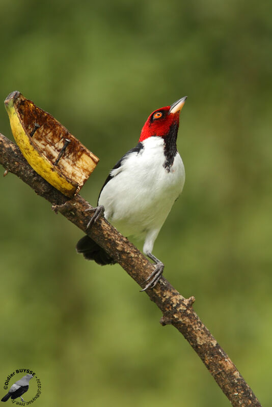 Red-capped Cardinaladult, identification