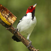 Red-capped Cardinal