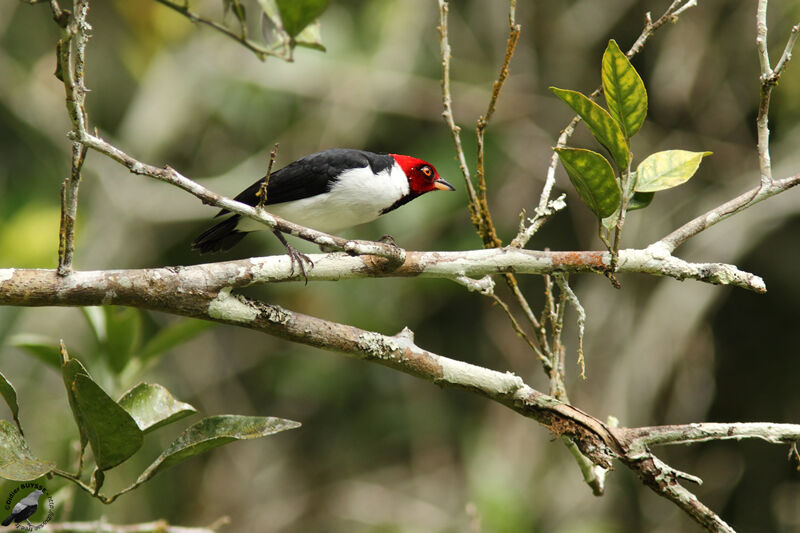 Red-capped Cardinaladult, identification