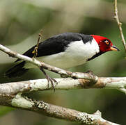 Red-capped Cardinal