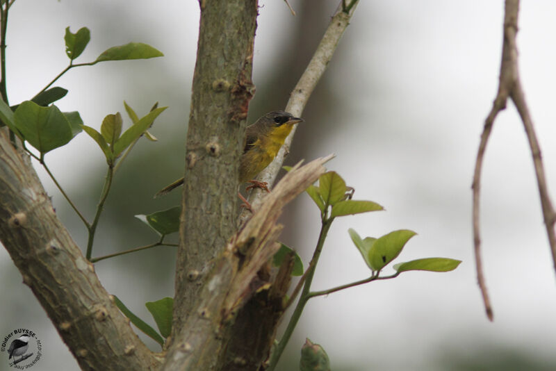 Grey-crowned Yellowthroat male adult, identification