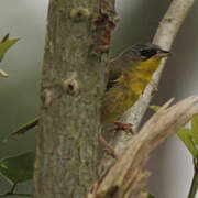 Grey-crowned Yellowthroat