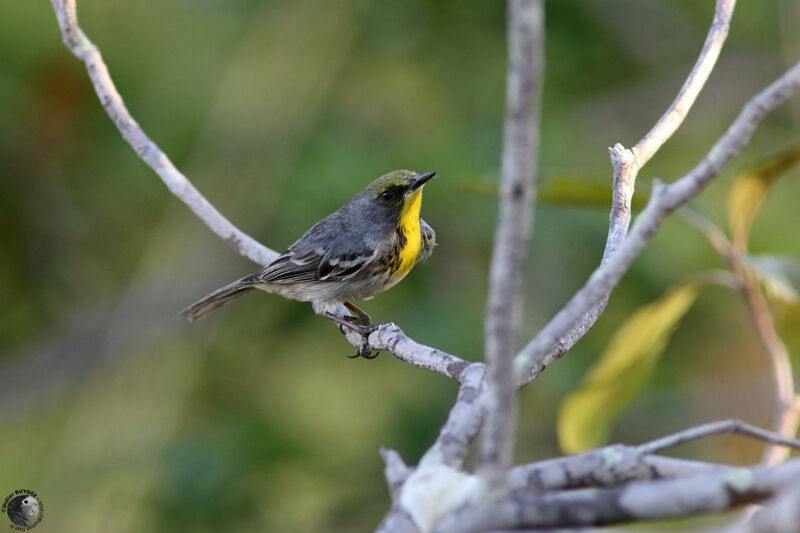 Olive-capped Warbleradult, identification