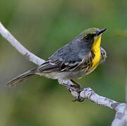 Olive-capped Warbler