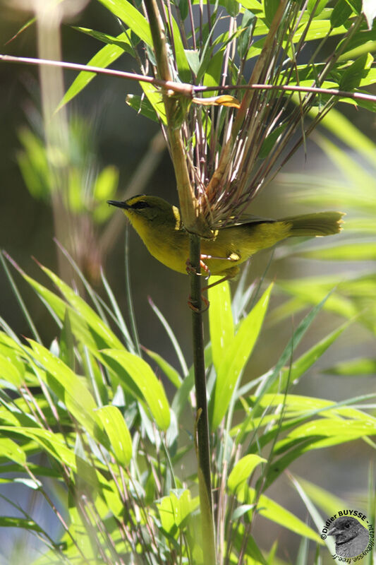 Black-crested Warbleradult, identification