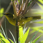 Black-crested Warbler