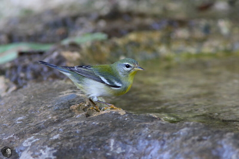 Paruline à collier femelle, identification