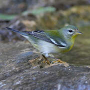 Northern Parula