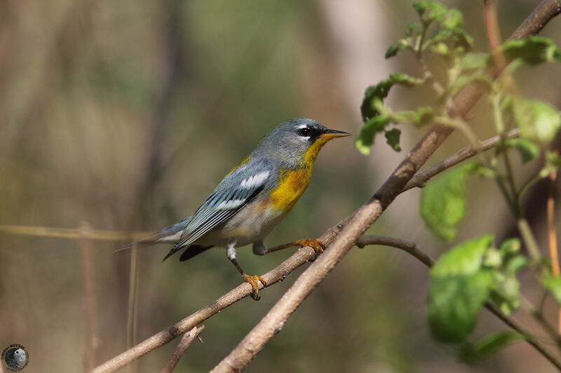 Northern Parula male adult, identification