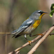 Northern Parula