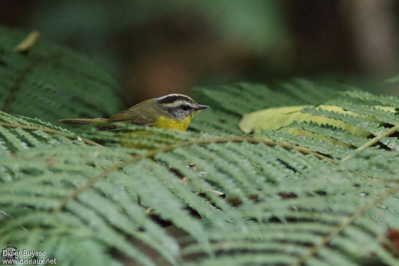 Golden-crowned Warbleradult, close-up portrait