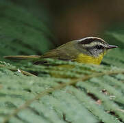 Golden-crowned Warbler