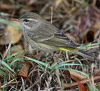 Palm Warbler