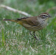 Palm Warbler