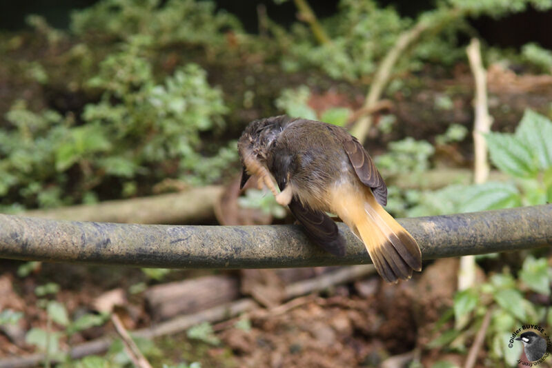 Buff-rumped Warbleradult, identification