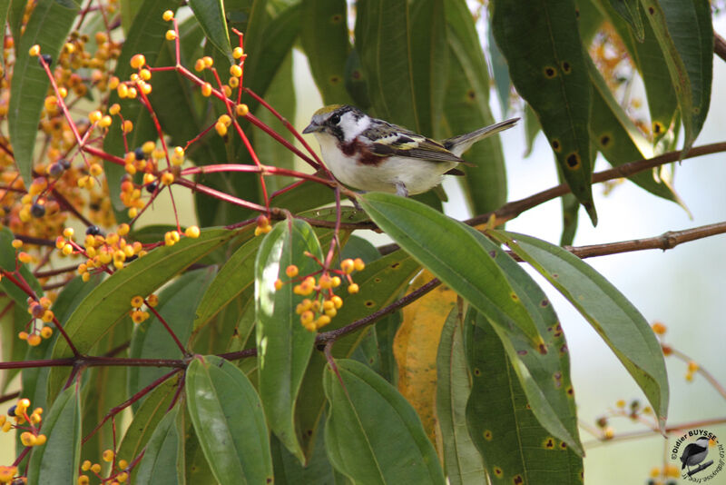 Chestnut-sided Warbler, identification