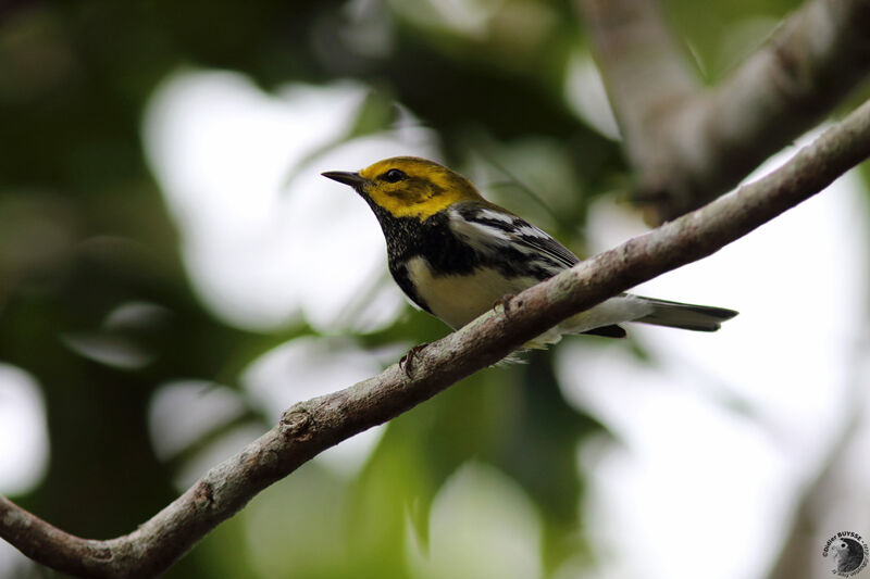 Black-throated Green Warbler male adult, identification