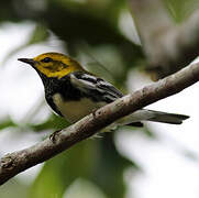 Black-throated Green Warbler