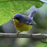 Tropical Parula