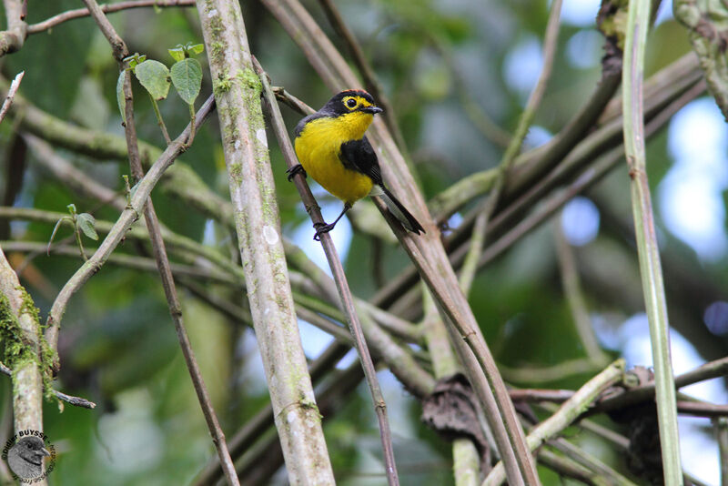 Spectacled Whitestartadult, identification