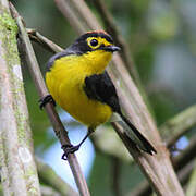 Spectacled Whitestart