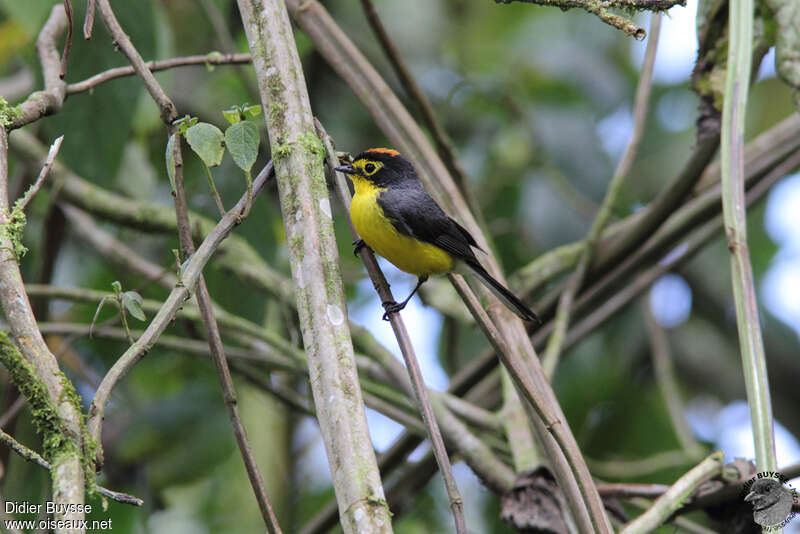 Spectacled Whitestartadult, identification