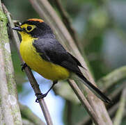 Spectacled Whitestart