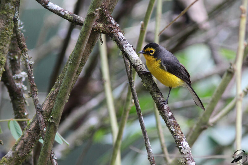 Spectacled Whitestartadult, identification