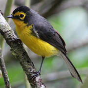 Spectacled Whitestart