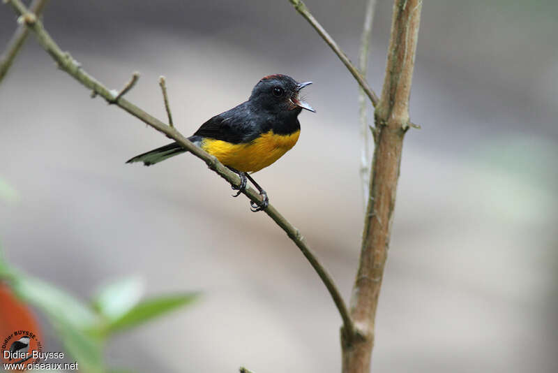 Slate-throated Whitestart male adult, song