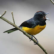 Slate-throated Whitestart