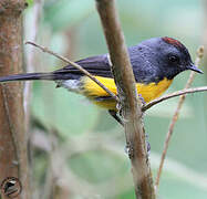 Slate-throated Whitestart