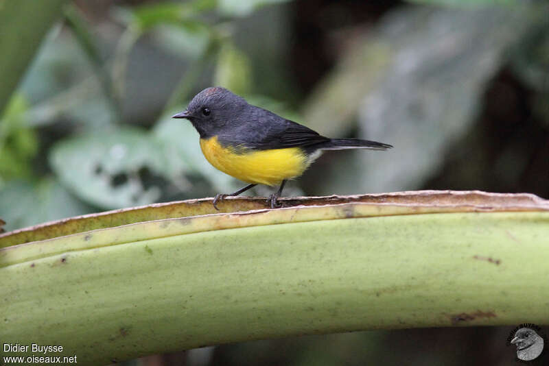 Slate-throated Whitestartadult, identification