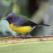 Slate-throated Whitestart