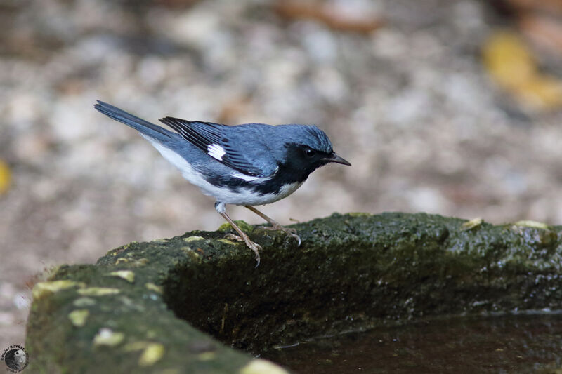 Black-throated Blue Warbleradult, identification