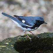 Black-throated Blue Warbler