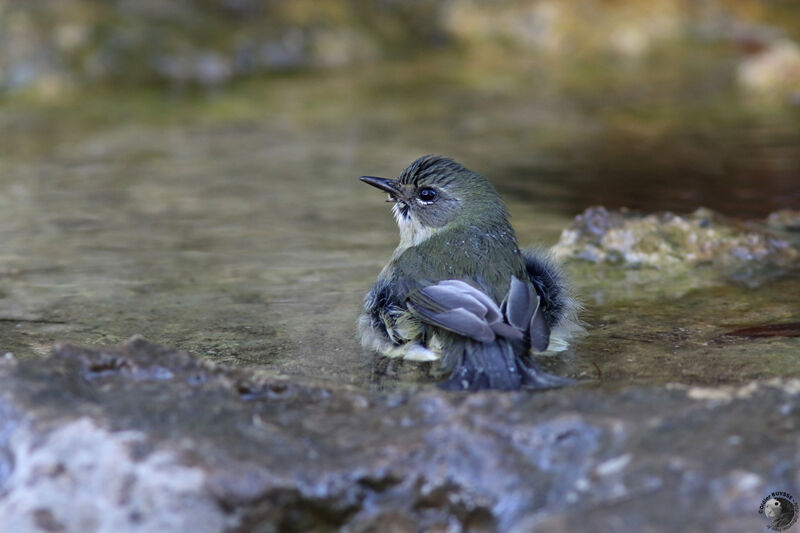 Black-throated Blue Warbler female First year