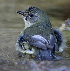 Paruline bleue